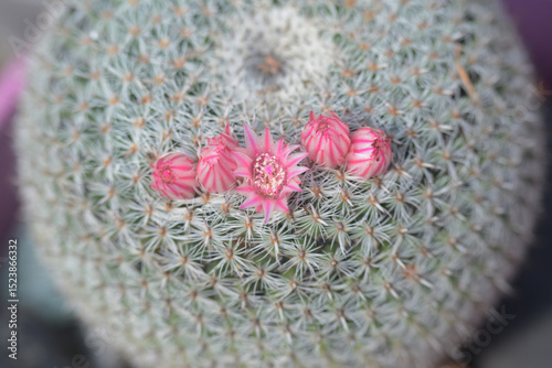 Fleurs de petit cactus boule, famille des mammillaria