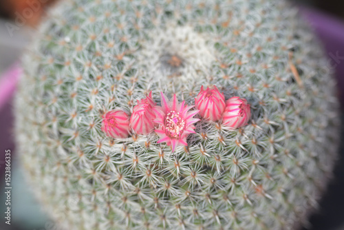 Fleurs de petit cactus boule, famille des mammillaria