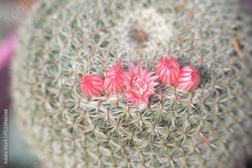 Fleurs de petit cactus boule, famille des mammillaria