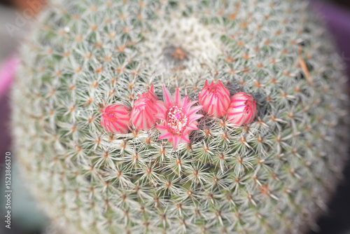 Fleurs de petit cactus boule, famille des mammillaria
