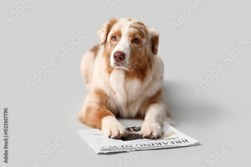 Cute Australian Shepherd do...
