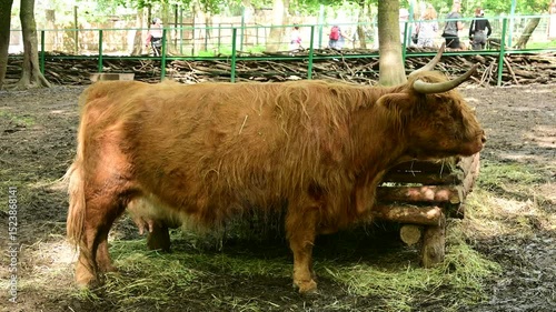 Highland Cow Eating Grass at the Zoo, Close-Up