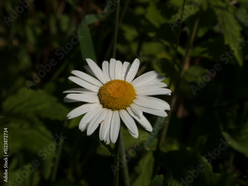 Classic White Daisy Blooming in Dark Greenery
