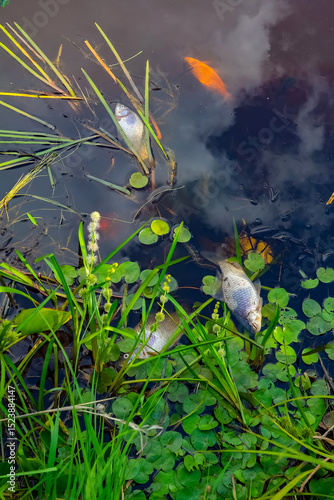 Summer stagnation of overheated water and poor aeration (oxygen debt) leads to fish (carp) starvation