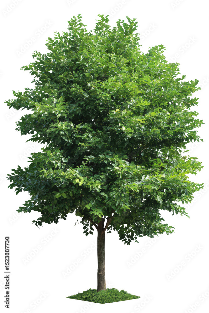 Fototapeta premium Vibrant Green Tree Isolated Against White Background Perfect for Botanical and Natural Design Projects
