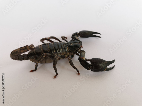 Black scorpion isolated on white background
