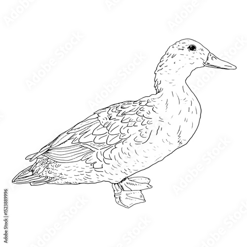 Duck bird, farm fowl, black and white ink sketch. Vector illustration. Village animals, isolated on a white background. For kitchen decoration, textiles, packaging