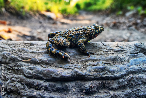 East fire-bellied toad (Bombina orientalis) on the northeastern edge of the range, swamp hole in the Sikhote Alin mountains.. Primorsky Krai