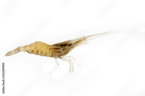 Grass shrimp (Palaemon adspersus) from the Sea of Azov. Isolate on a white background