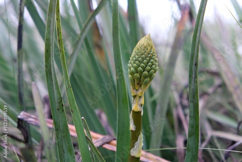 Flower bud of the Eremurus genus, commonly known as foxtail lilies or desert candles, met on Mount of Kilimanjaro photo