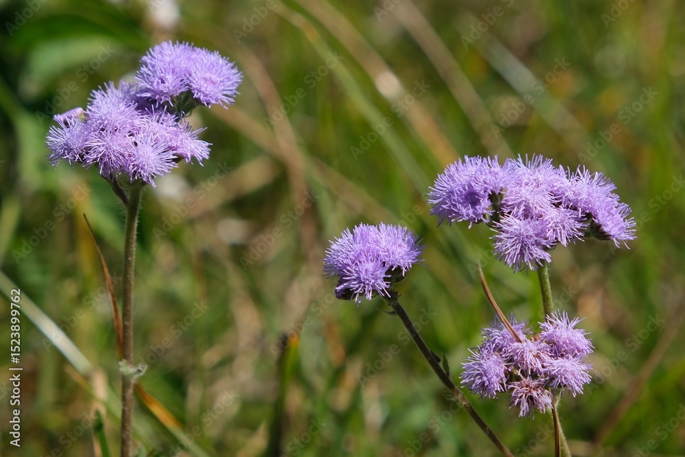 Fototapeta premium Close up of purple flowers of Ageratum houstonianum, also known as floss flower, met on Mount Kilimanjaro