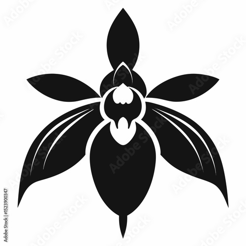 black and white orchid flower