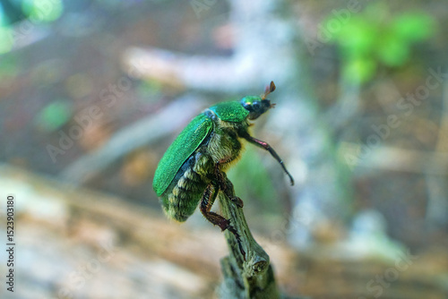 Siberian beetle (Mimela (Rhombonyx) holosericea, Mimela holosericea japonica) in forests of Mongolian oak on Sakhalin Island. Russian Far East. On man finger