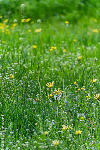 Fototapeta Naklejka Na Ścianę i Meble -  Seasonal spring meadow with fresh grass
