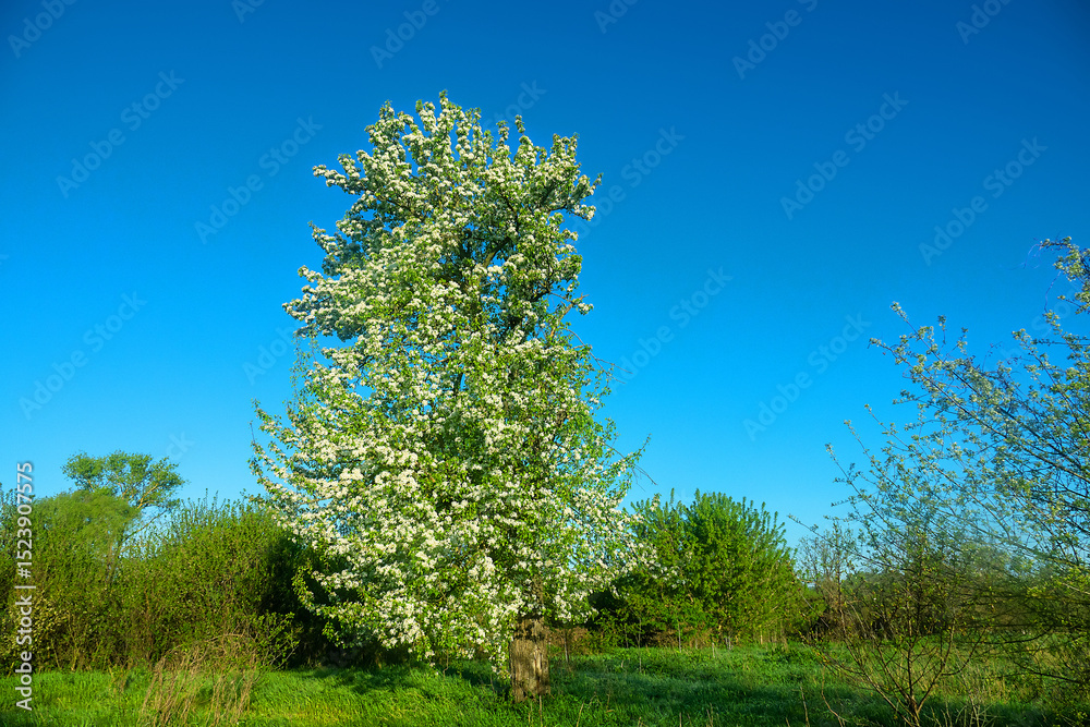 Obraz premium Wild pear Pyrus communis) friendly flowering in the forest-steppe, crab stock for steppe afforestation, fields protective and roadside plantings, ancestral plant. Floodplain of the Don River. Russia