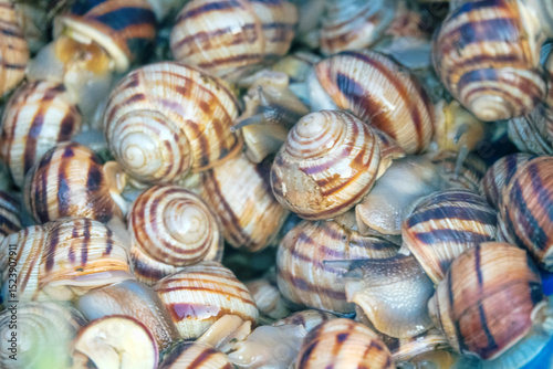 Grape snails undergo a process of purification and soaking. Lots of macro snails