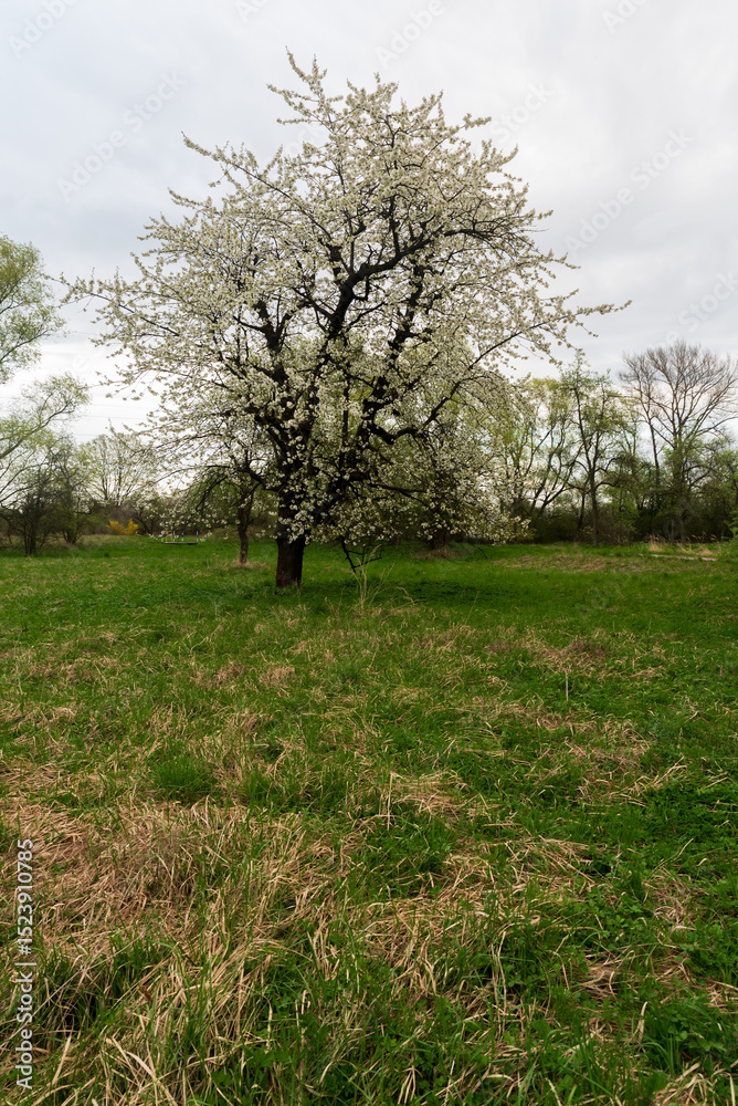 Obraz premium Blossoming apple tree with grass around