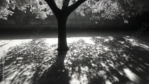 A tree's shadow, dappled and bright, falls on a paved area beside a stone wall. The contrast between light and dark, tree and stone, creates a tranquil scene