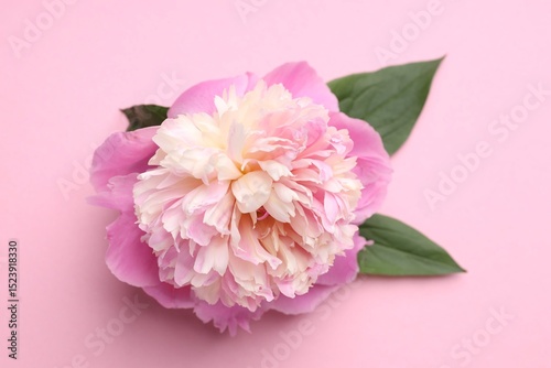 Fototapeta Naklejka Na Ścianę i Meble -  Beautiful peony and green leaves on pink background, closeup