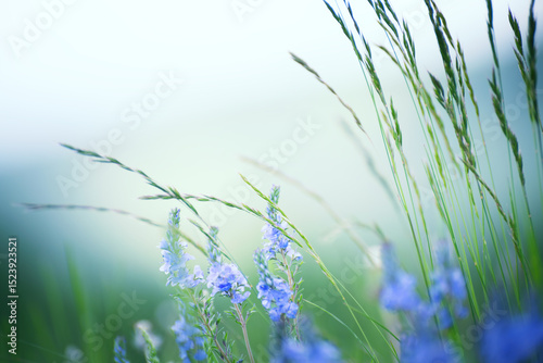 Fototapeta Naklejka Na Ścianę i Meble -  Green grass with wild blue flowers in the mountains at sunset. Beautiful summer landscape.
