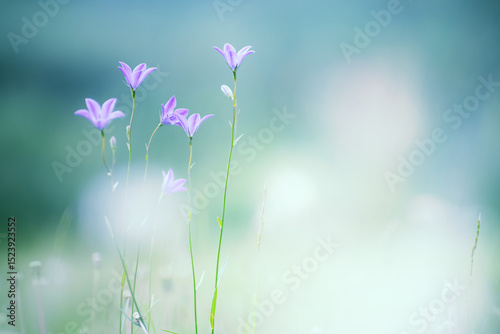Bluebell flowers in a summer forest at sunset.