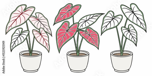 Clean Flat Vector Illustration of 5 Vibrant Caladium Plants in Pots A Guide to Indoor Gardening