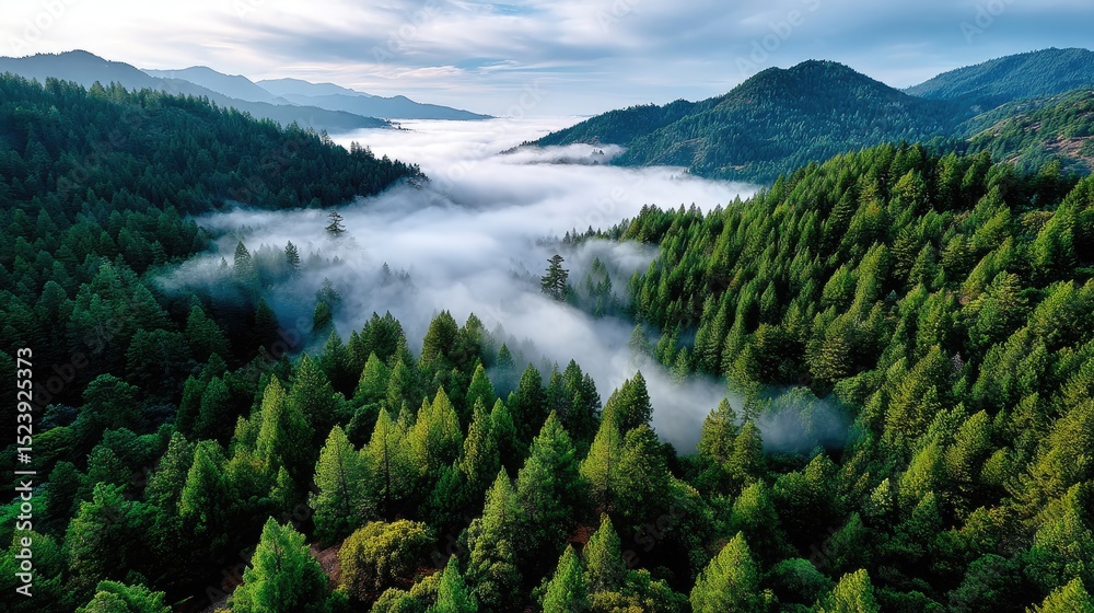 Obraz premium Misty mountain forest landscape