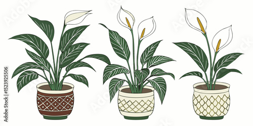 Peace Lily Plants Vector Artwork Showing Four Plants in Different Decorative Pots - Botanical Illustration