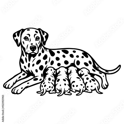 Vector image of dalmatian dog mom with spotted puppies, black and white outline