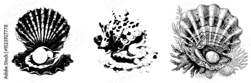 A modern, stylized depiction of underwater shells, including a cartoon pearl shell scallop, an oyster, and a seashell, all showcasing warm coral tones and featuring an open clam with a shiny white