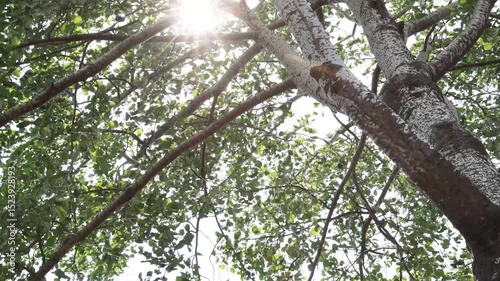 the sunlight shining through the branches.