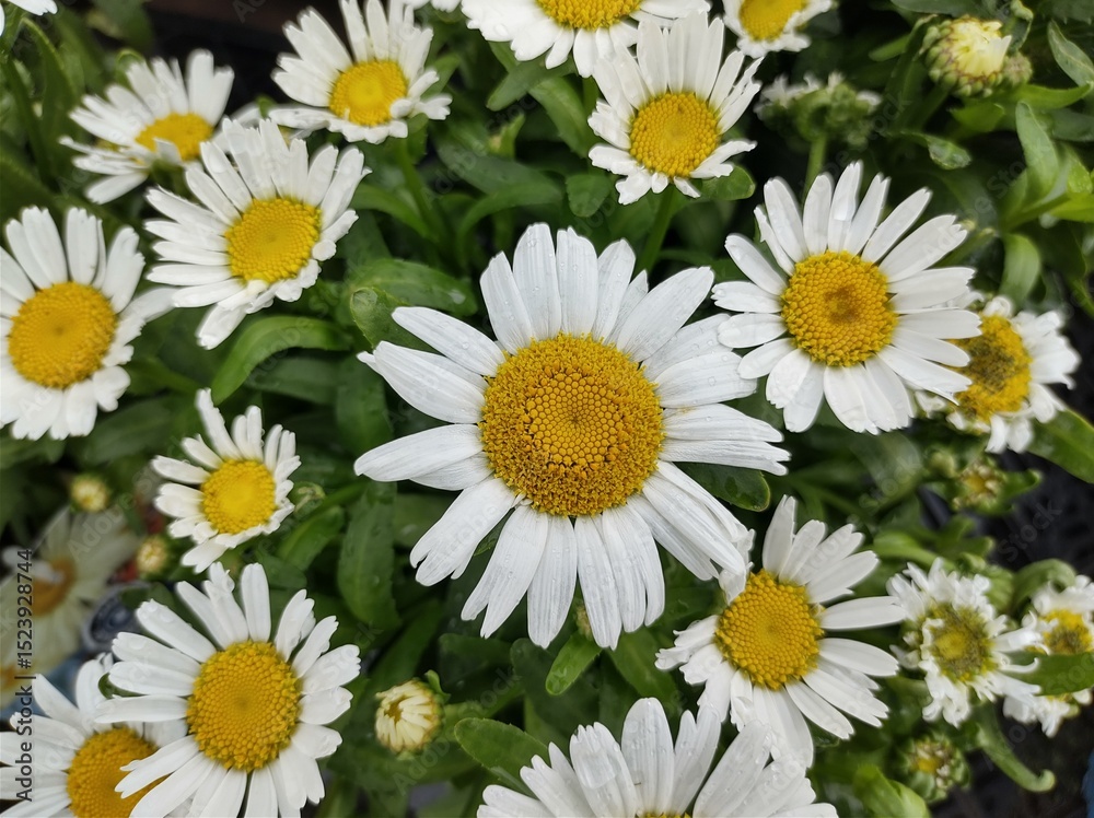 Obraz premium Leucanthemum x superbum 'Snow Lady'