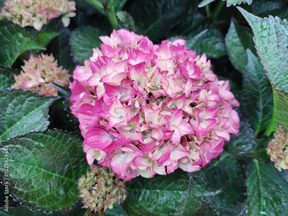 Fototapeta premium Hydrangea macrophylla 'Red Angel Purple'