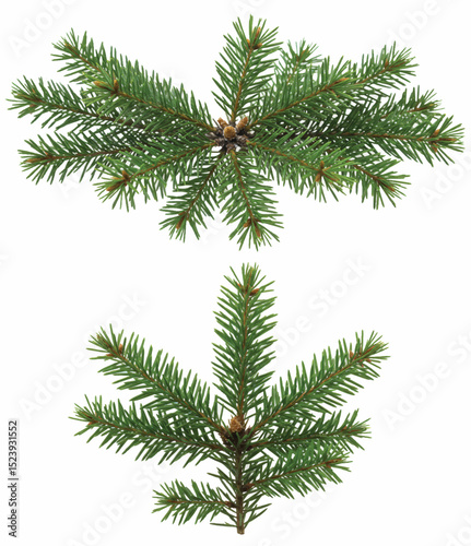 Fresh Fir Tree Branches