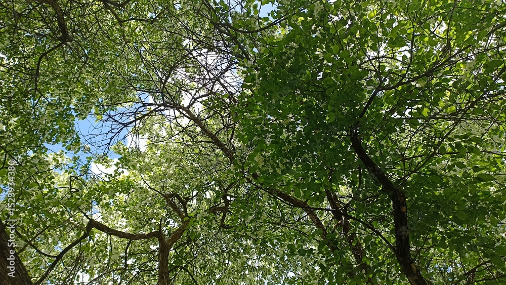 Fototapeta premium Looking Up Through Green Tree Canopy to Blue Sky, Summer Day in Forest, Nature Scenery