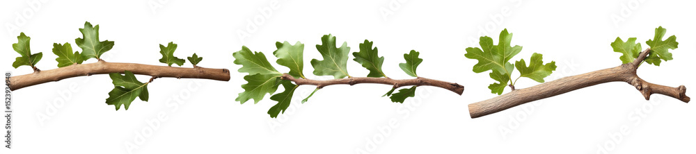 gooseberry branches with leaves isolated on white background gooseberry branches with leaves isolated on white background