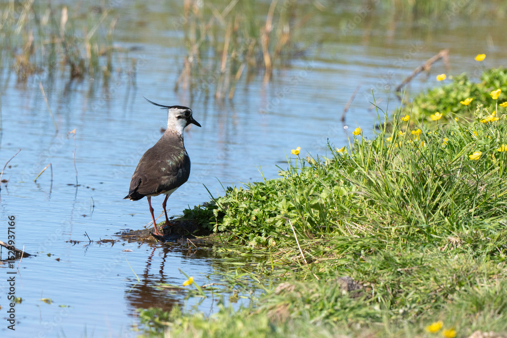 Fototapeta premium Vanneau huppé, Vanellus vanellus, North, Caltha palustris, Populage des marais