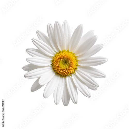 Single daisy flower on a transparent background