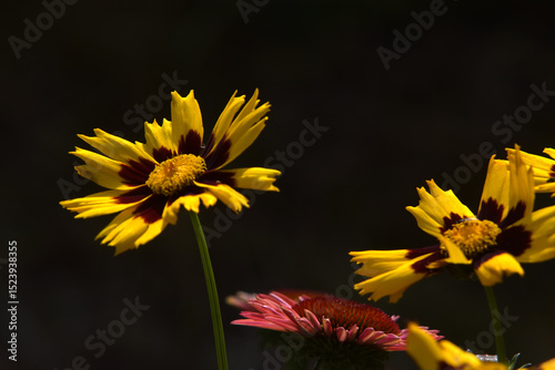 Großblumiges Mädchenauge photo