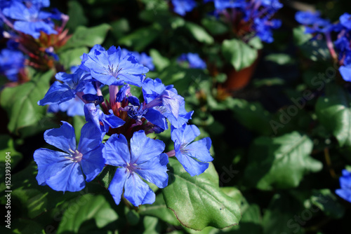 Bilde på lerret Chinese plumbago