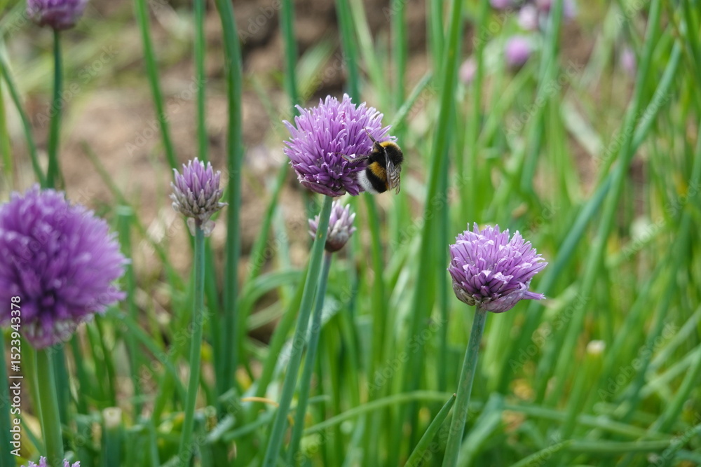 Fototapeta premium Bumblebee pollinating chive flowers in a garden