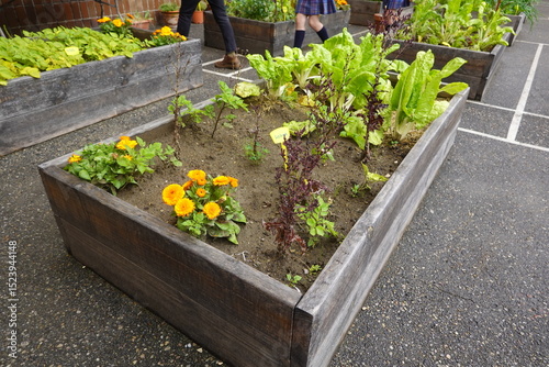Fototapeta Naklejka Na Ścianę i Meble -  Students growing vegetables and flowers in raised garden beds at school