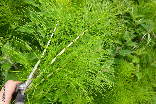 Gardener cutting equisetum arvense with scissors in the garden