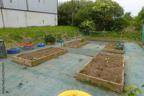 School vegetable garden growing with recycled tires and wooden planters