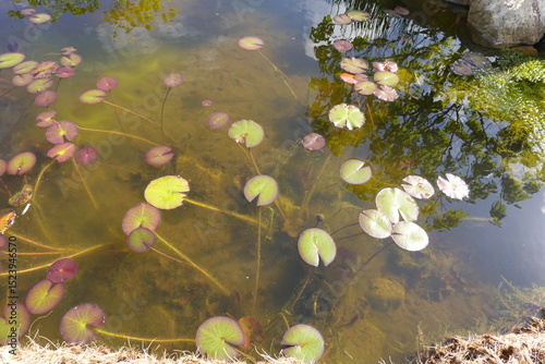 Water lily pads floating on murky pond water reflecting trees