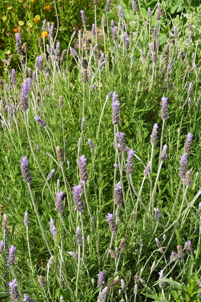 Naklejka premium Lavender flowers blooming in a garden creating a peaceful atmosphere