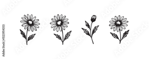 Black and white daisy illustrations showcasing different growth stages.