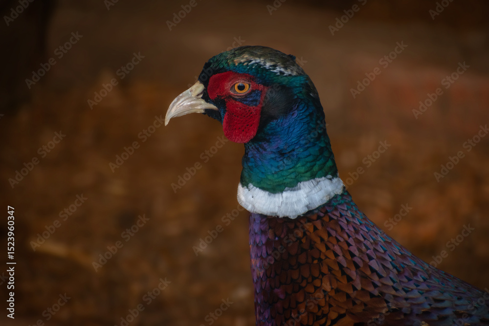 Fototapeta premium male pheasant portrait