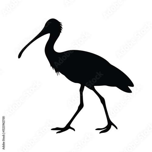 Silhouette of  spoonbills or platalea bird isolated on clear white background
