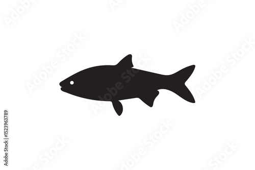 Grass carp silhouette on white background.01